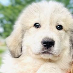 Boy 2 - Great Pyrenees puppy in Nashville, Tennessee from Storybook Tails Farm