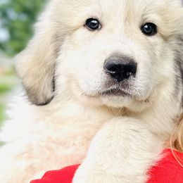 Boy 2 - Great Pyrenees puppy in Nashville, Tennessee from Storybook Tails Farm