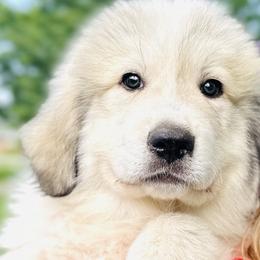 Boy 2 - Great Pyrenees puppy in Nashville, Tennessee from Storybook Tails Farm