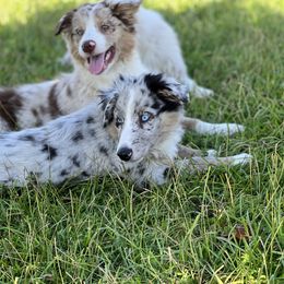 Blue Merle Female - Blue merle Australian Shepherd puppy in Mc Alisterville, Pennsylvania from Colibri Acres And Farm