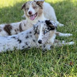 Blue Merle Female - Blue merle Australian Shepherd puppy in Mc Alisterville, Pennsylvania from Colibri Acres And Farm