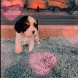 Cavalier King Charles Spaniel Puppies from Cavy Love