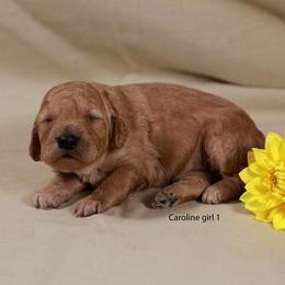 Girl 1 - Apricot female Labradoodle puppy in Colonial Beach, Virginia from Bristol Mine Kennels