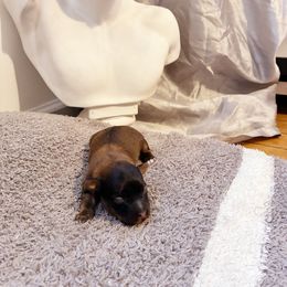 Poodle and Yorkipoo Puppies from Tuts Pups Cafe