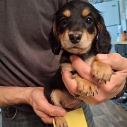 Akc A F 4 - Black and tan female Dachshund puppy in Penn Run, Pennsylvania from Shannon’s Dachshunds