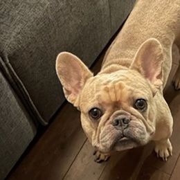 French Bulldogs from Better Breed LLC