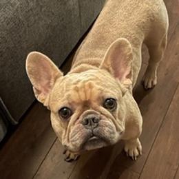 French Bulldogs from Better Breed LLC