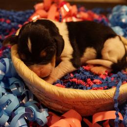 Pink girl - Tri-colored female Treeing Walker Coonhound puppy in Lovelady, Texas from 3 Color Kennel