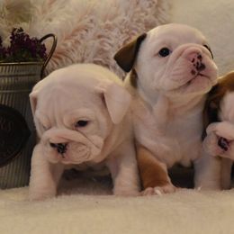 Bulldog Puppies from Raise The Woof Bulldogs
