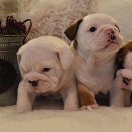 Bulldog Puppies from Raise The Woof Bulldogs