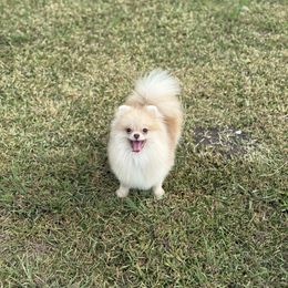 Oaklynn - Chocolate sable female Pomeranian puppy in Coleman, Oklahoma from Pretty Poms