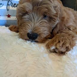 Goldendoodle Puppies from Frannie's Goldendoodle Puppies