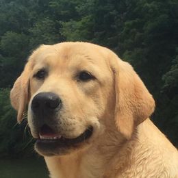 Labrador Retrievers from Twin River Labradors