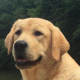 Labrador Retrievers from Twin River Labradors