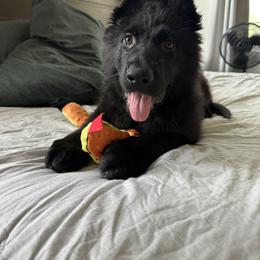 German Shepherd Puppies from Howixx German Shepherds