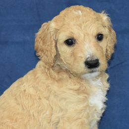 Poodles from Sequoyah Standard Poodles