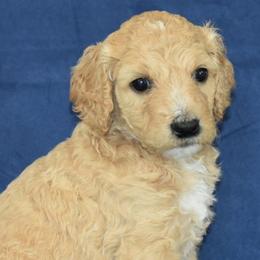 Poodles from Sequoyah Standard Poodles