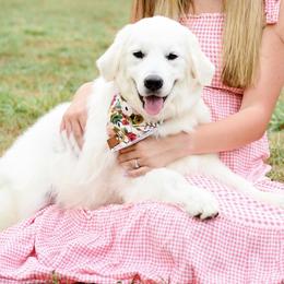 Goldendoodle puppies from Cedar Creek Doodles