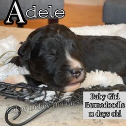 - Bernedoodle puppy in Nebraska from Oakey Dokey Doodles