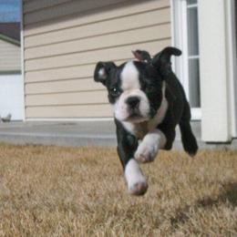 Boston Terrier and French Bulldog Puppies from Reds Studio