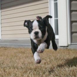 Boston Terrier and French Bulldog Puppies from Reds Studio