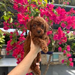 Girl 3 - Red  female Goldendoodle puppy in Brooksville, Florida from Abby’s Standard Goldendoodles