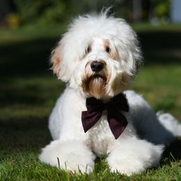Jazzy - Australian Labradoodle