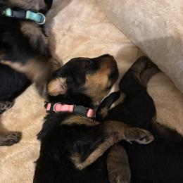 Pink - Black and tan female Airedale Terrier puppy in Huntersville, North Carolina from Cool Hand Luke Kennels