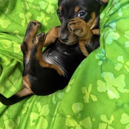Boy 1 - Black and tan male Dachshund puppy in Xenia, Ohio from Kuhbander Stable Llc