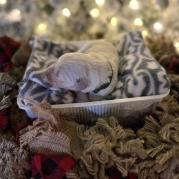 Green Collar - Light golden male Golden Retriever puppy in Stedman, North Carolina from Wise-Taylor Goldens