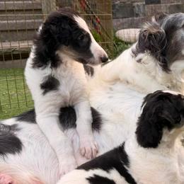 Borzois from Beatryx Trillium Borzoi