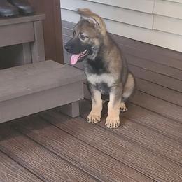 Demi - Sable female German Shepherd puppy in Culpeper, Virginia from Little Creek GSD
