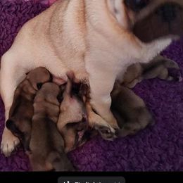 Pug Puppies from KNGZ Kennel