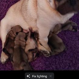 Pug Puppies from KNGZ Kennel