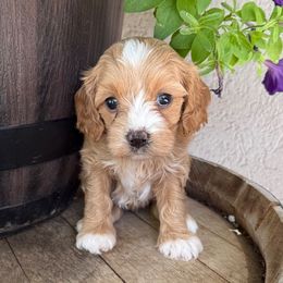 Jasmine - Yellow Collar - Red female Cavapoo puppy in South Jordan, Utah from Simply Sweet Paws. LLC