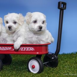 Maltese and Maltipoo Puppies from Chez Lexi Kennels