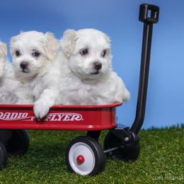 Maltese and Maltipoo Puppies from Chez Lexi Kennels