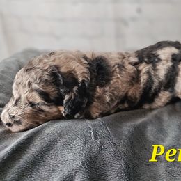 Percy - Merle male Saint Berdoodle puppy in Battle Ground, Washington from Mad Hatter Farms Saint Berdoodles