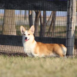 Sunny - Pembroke Welsh Corgi
