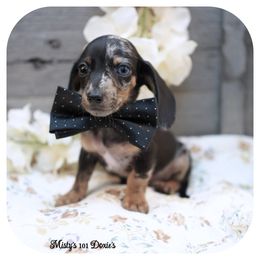 FARIN - AKC Registered - Dapple male Dachshund puppy in Graceville, Florida from Misty's 101 Doxies