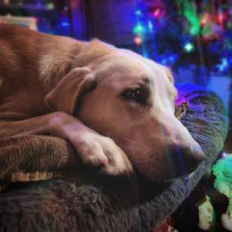 Evee - Yellow female Labrador Retriever puppy in Cocoa, Florida from Harrison's Lakeside Labradors LLC