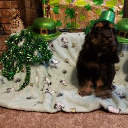 Boy 3 - Black white and tan Cocker Spaniel puppy in Gainesville, Florida from Lady's Cocker Spaniels