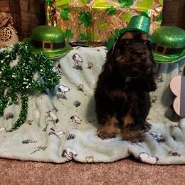 Boy 3 - Black white and tan Cocker Spaniel puppy in Gainesville, Florida from Lady's Cocker Spaniels
