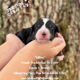 Willow - Tri-color female Bernedoodle puppy in Orange, Texas from Walk with Me Doodles