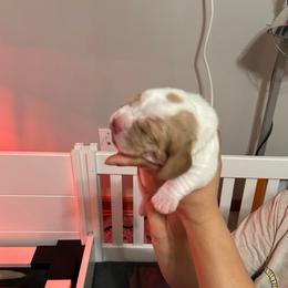Salt - Lemon and white male Basset Hound puppy in Willow Spring, North Carolina from Blackberry Creek Basset Hounds