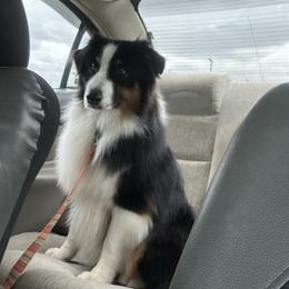 Jovi - Australian Shepherd