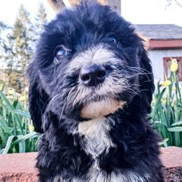 Jenny - Black and white female Sheepadoodle puppy in Cocolalla, Idaho from Kelley's Goldens Poodles and Doodles