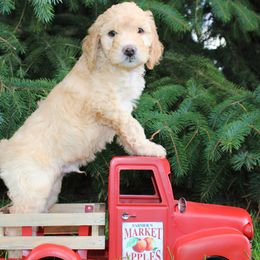 Goldendoodle, Havapoo, Labradoodle, and Springerdoodle Puppies from Oregon Valley Pups