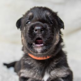 Australian Shepherd and German Shepherd Puppies from Trademark Kennels