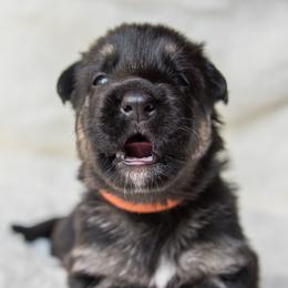 Australian Shepherd and German Shepherd Puppies from Trademark Kennels